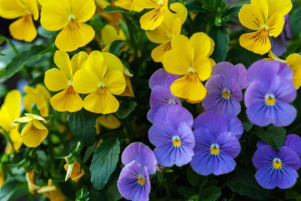 明亮的黄色和紫罗兰色的花朵紧密相连 — 图库照片
