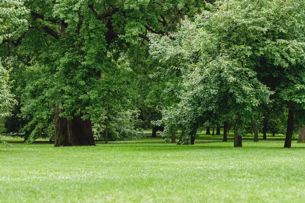 Yazlık şehir parkında yaprak döken ağaçlarla dolu yeşil bir açıklık