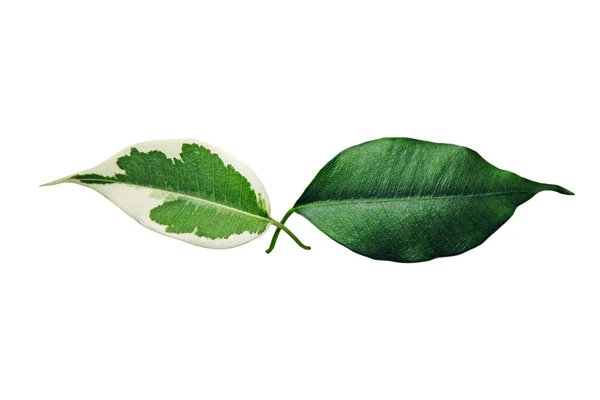 Two Green Benjamin Tree Leaves Isolated White Skin Pigmentation Symbol — Stock Photo, Image