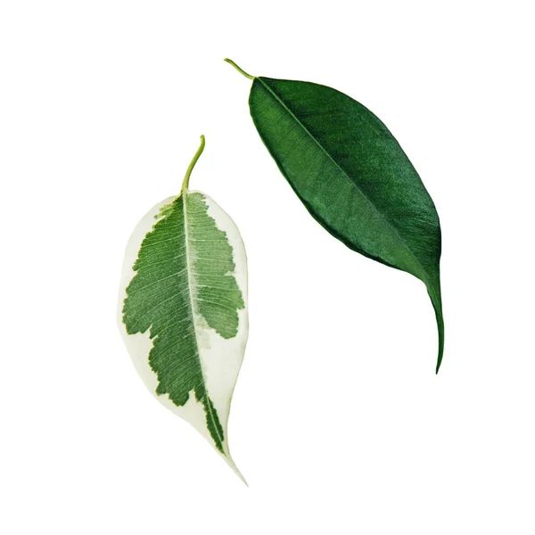 Ficus Benjamina Foglie Verdi Macchiettate Isolate Bianco — Foto Stock