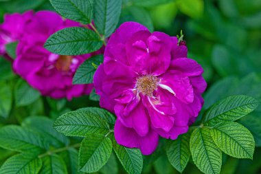 Rosa Rugosa Thunb. Çalılıklarda yabani gül çiçekleri