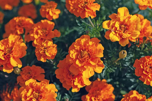 Квіти Маріґольд Зверху Tagetes Erecta Зблизька — стокове фото