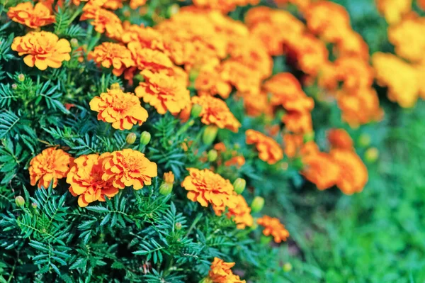 Plantage Van Goudsbloemen Bloei Tagetes Erecta Geteeld Biologische Boerderij — Stockfoto