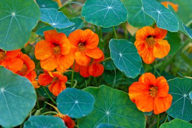 Nasturtium - South American trailing plant with round leaves and bright orange, yellow, or red ornamental edible flowers clipart