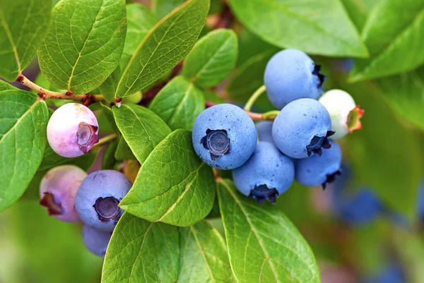 Blueberries Ripening Bush Close — Stock Photo, Image