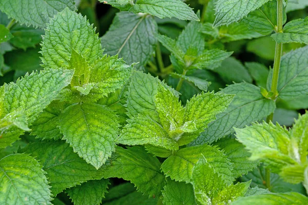 Plantas Frescas Menta Jardín Que Crecen Jardín Doméstico Orgánico — Foto de Stock