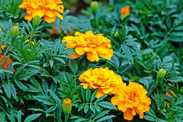 Groene Bladeren Oranje Bloemen Van Goudsbloemen Die Buiten Bloeien — Stockfoto