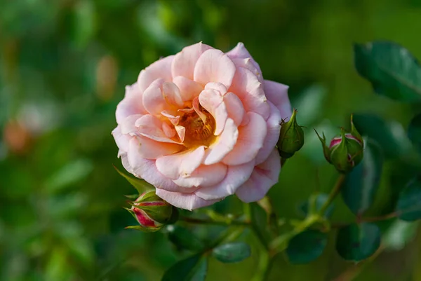 Brzoskwinia Różowa Róża Kwitnąca Wiejskim Ogrodzie Nieobecni Przyjaciele Dickson — Zdjęcie stockowe
