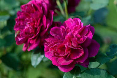 Darcey Bussell crimson roses - english shrub rose bred by David Austin clipart