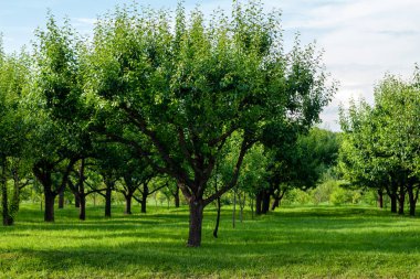 Yaz bahçesinde armut çizgileri