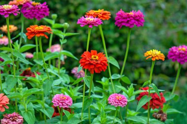 Zinnias of all colors blooming in summer garden clipart