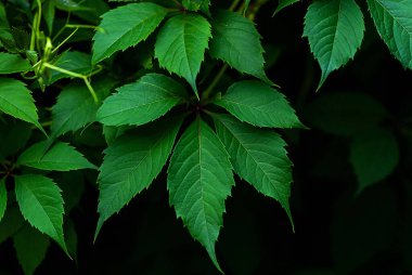 Virginia sarmaşığının yeşil yaprakları (Parthenocissus quinquefolia)