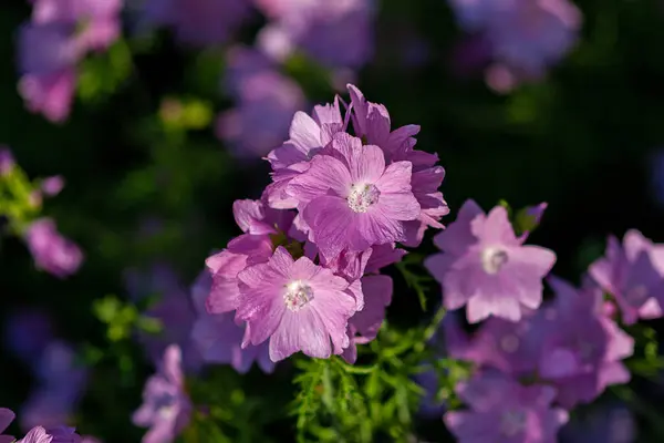 Pink Evening Primrose Flowers Oenothera Speciosa Evening — Stock Photo, Image