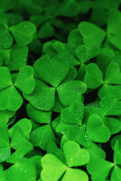 Grön Klöver Konsistens Shamrock Bakgrund — Stockfoto