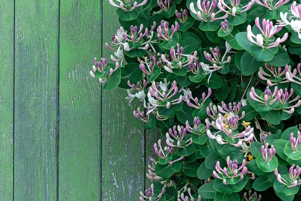 Perfoliate Honeysuckle Lonicera Caprifolium Blooming Wood Stemmed Clixer Wooden Wall — стоковое фото