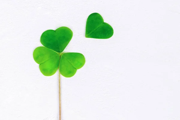 Four Leaf Clover White Copy Space — Stock Photo, Image