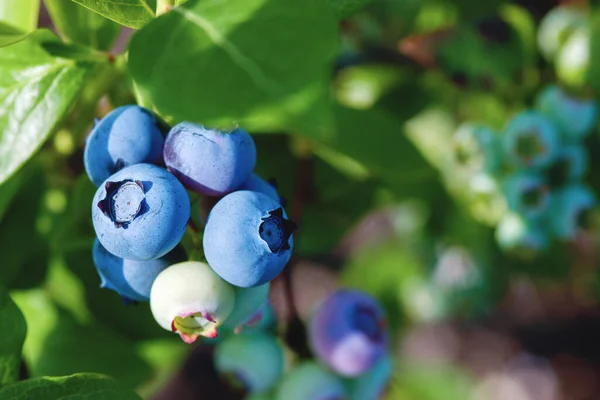 blueberries on the bush in sunlight, close up