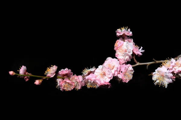 Růžové Jarní Třešeň Květ Černém Pozadí Třešeň Větev Jarní Růžové — Stock fotografie