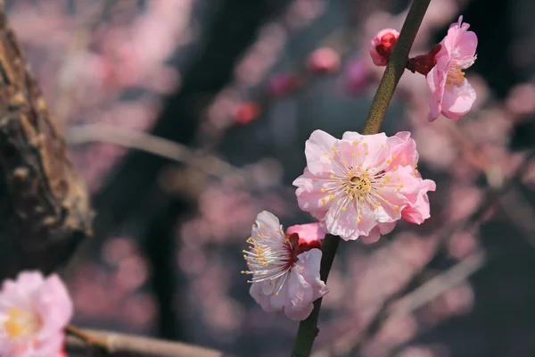 Roze Lente Kersenbloesem Kersenboom Tak Met Lente Roze Bloemen Maart — Stockfoto