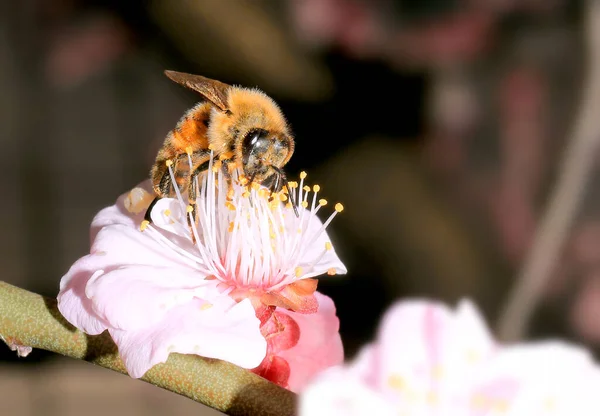 A bee on a flower Pink spring cherry blossom, Cherry tree branch with spring pink flowers In March in South Korea