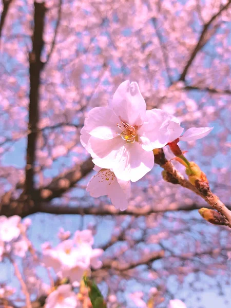 Roze Lente Kersenbloesem Kersenboom Tak Met Lente Roze Bloemen Maart — Stockfoto