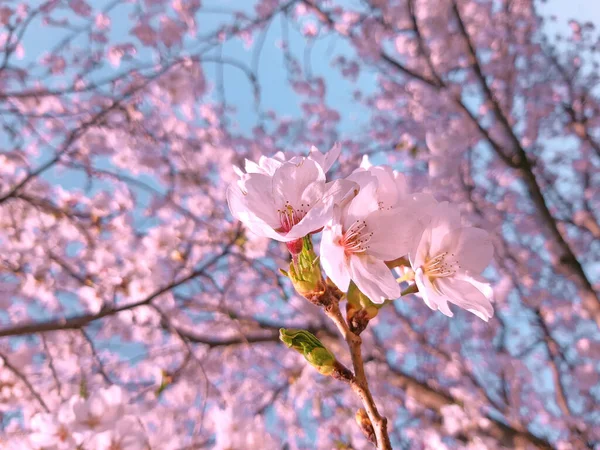 Roze Lente Kersenbloesem Kersenboom Tak Met Lente Roze Bloemen Maart — Stockfoto