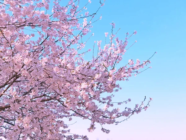 Rosafarbene Frühlingskirschblüte Kirschbaumzweig Mit Frühlingshaften Rosafarbenen Blüten März Südkorea — Stockfoto