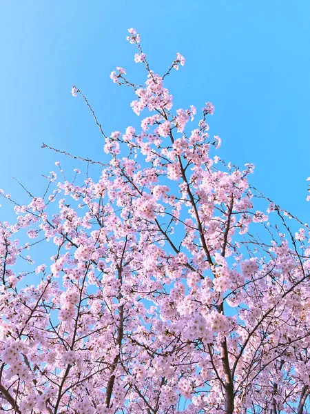 Rosafarbene Frühlingskirschblüte Kirschbaumzweig Mit Frühlingshaften Rosafarbenen Blüten März Südkorea — Stockfoto