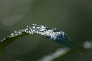 Su yeşil yaprağa düşer.