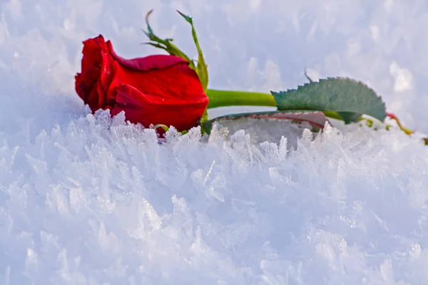Темно Красная Роза Снегу — стоковое фото