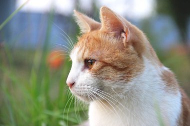 Profildeki sevimli tüylü yetişkin kedi.