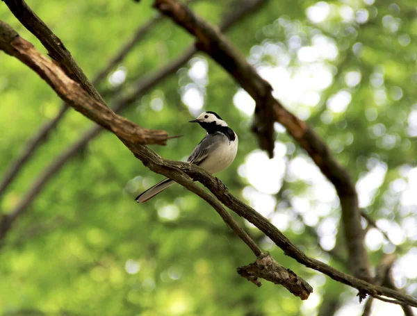 White wagtail small white bird with black head and silver wings walking on branch