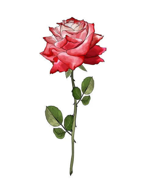 Fleur Simple Rouge Avec Rose Blanche Sur Branche Avec Des — Image vectorielle