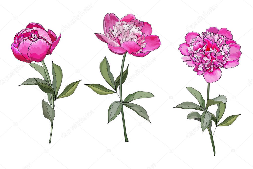 Set of three pink peony flowers on a stalk with green leaves. Hand drawn. Isolated on white background. Watercolor style. Vector stock illustration.