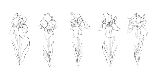 Ensemble Floral Fleurs Noires Dessinées Main Iris Sur Tige Feuilles — Image vectorielle