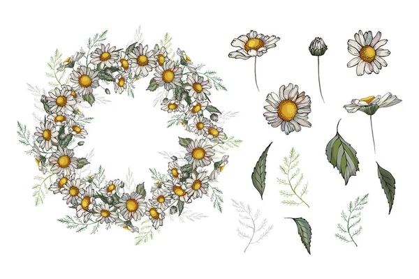 Vector Floral Σετ Από Χαριτωμένα Άγρια Λουλούδια Χαμομήλια Και Φύλλα — Διανυσματικό Αρχείο