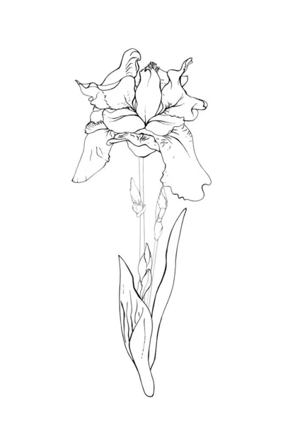 One Iris Flower Isolated White Background Hand Drawn Sketch Style — Stockvektor