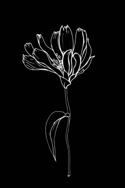 El çizimi hindiba çiçeği, vektör, illüstrasyon 