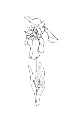 El çizimi süsen çiçeği, vektör, illüstrasyon 