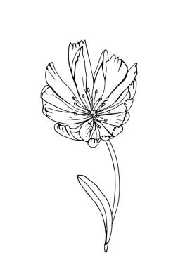 El çizimi hindiba çiçeği, vektör, illüstrasyon 