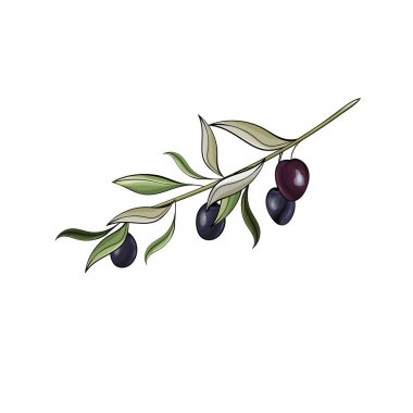 Zeytinli el çizimi dal, tekstil için çiçek deseni