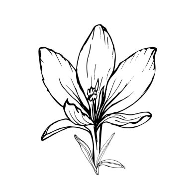 El çizimi krokus çiçeği, vektör, illüstrasyon 