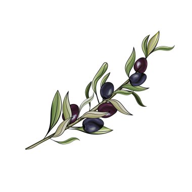 Zeytinli el çizimi dal, tekstil için çiçek deseni