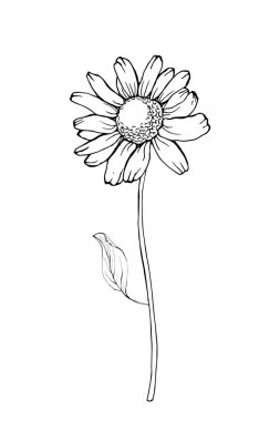 El çizimi papatya çiçeği, vektör, illüstrasyon 