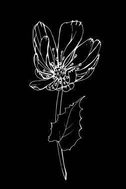 El çizimi hindiba çiçeği, vektör, illüstrasyon 