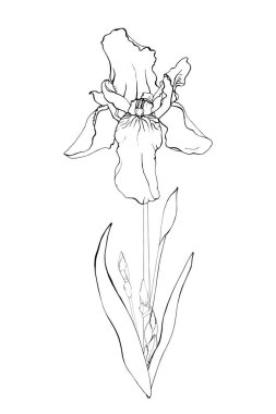 El çizimi süsen çiçeği, vektör, illüstrasyon 