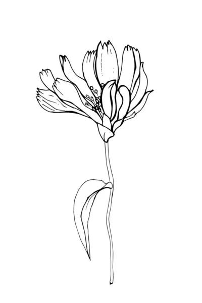 El çizimi hindiba çiçeği, vektör, illüstrasyon 