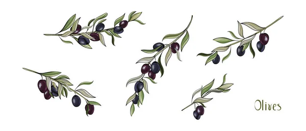 Zeytinli dallar, tekstil için çiçek deseni.