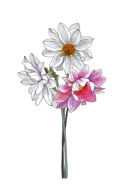 Uppsättning Handritade Kontur Dahlia Blommor Isolerad Vit Bakgrund Vektor Illustration — Stock vektor