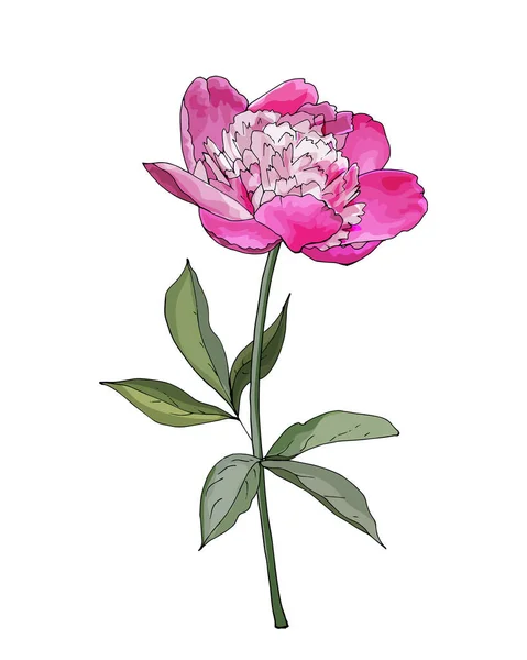 Fiore Peonia Disegnato Mano Isolato Sfondo Bianco Vettore Illustrazione — Vettoriale Stock